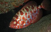 kırmızı Balık Cam Göz Sincap (Heteropriacanthus cruentatus) fotoğraf