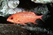 Ριγέ  Ριγέ Σκίουρος Ψάρια (Sargocentron xantherythrum) φωτογραφία