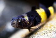 Смугастий Риба Брахігобіус Крихітка (Brachygobius nunus) фото