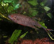 kahverengi Balık Macropodus Concolor  fotoğraf