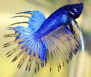 Albastru  Pește Luptă Siamez (Betta splendens) fotografie