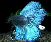 Siamski Boji Ribe svetlo modra 