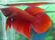 Rosso  Pesce Combattente Siamese (Betta splendens) foto