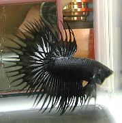 čierna Ryby Bojovníčka Pestrá (Betta splendens) fotografie
