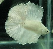 Білий Риба Петушок (Рибка Бійцівська Звичайна) (Betta splendens) фото