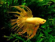 Петушок (Рибка Бійцівська Звичайна) Жовтий Риба