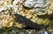 Schwarz Fisch Heteropneustes Fossilis  foto