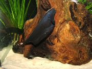 Negru  Fantomă Negru Pește Cuțit (Apteronotus albifrons) fotografie