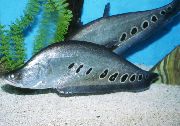 taškuotas Žuvis Klounas Knifefish (Chitala ornata, Notopterus chitala) nuotrauka