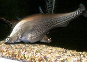bodkovaný Ryby Kráľovský Knifefish (Chitala blanci) fotografie