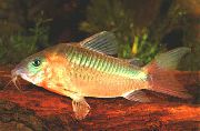 залацісты Рыба Коридорас Залацісты (Сомик Залацісты) (Corydoras aeneus) фота