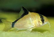 паласаты Рыба Сомик Мета (Істужачны Сомик) (Corydoras metae) фота