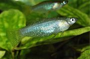 Сріблястий Риба Альфаро Бірюзовий (Альфаро Ножевидний) (Alfaro cultratus) фото
