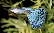 açık mavi Balık Lebistes (Poecilia reticulata) fotoğraf
