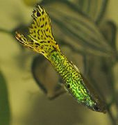 Зеленикав Риба Малка Тропическа Рибка (Poecilia reticulata) снимка