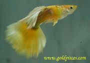 Κίτρινος ψάρι Χρωματιστό Ψαράκι (Poecilia reticulata) φωτογραφία