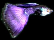 მეწამული თევზი Guppy (Poecilia reticulata) ფოტო