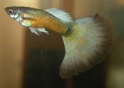 ოქროს თევზი Guppy (Poecilia reticulata) ფოტო