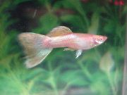 Rosa Fisch Guppy (Poecilia reticulata) foto