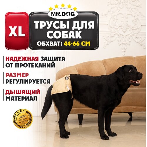      Mr Dog  ,   ,    XL   -     , -,   