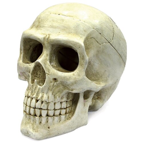  ArtUniq Large Skull -     20x12,7x15,8    -     , -,   