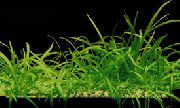 aquarium plant Pygmy chain swordplant Echinodorus tenellus 