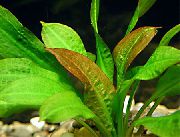 Echinodorus Mucronatum raudonas augalas