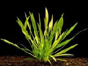 Echinodorus Angustifolius žalias augalas
