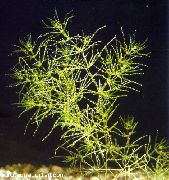 Nitella Flexilis žalias augalas