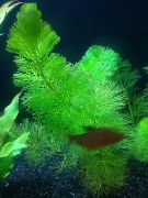 žalias  Atogrąžų Hornwort (Ceratophyllum submersum) nuotrauka