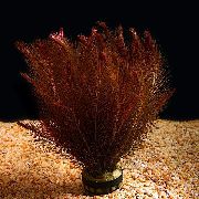 aquarium plant Whorly Rotala Rotala wallichii 