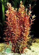 raudonas  Rotala Rodo (Rotala rotundifolia) nuotrauka