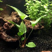 Anubias Gracilis verde Plantă