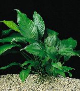žalias  Anubias Congensis (Anubias heterophylla, Anubias congensis) nuotrauka