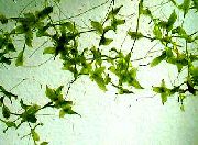 žalias  Lemna Trisulca  nuotrauka