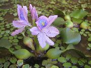 žalias  Vandens Hiacintas (Eichhornia crassipes) nuotrauka