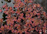 raudonas  Vandens Papartis (Azolla filiculoides) nuotrauka