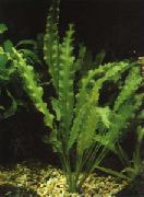 Aponogeton Undulatus žalias augalas