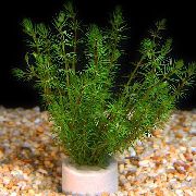 Bacopa Myriophylloides žalias augalas