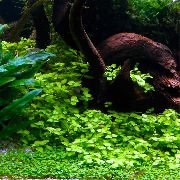 aquarium plant Bacopa australis  Bacopa australis  