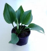 Echinodorus Gabrielii žalias augalas