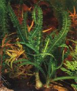 žalias  Afrikos Svogūnai Augalų (Crinum natans, Crinum aquatica) nuotrauka