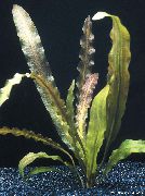 绿  水蕹科Rigidifolius (Aponogeton rigidifolius) 照片