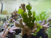 aquarium plant Halimeda Plant Halimeda 
