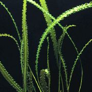 緑色  AponogetonのLongiplumulosus (Aponogeton longiplumulosus) フォト