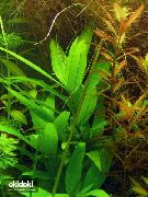 aquarium plant Hygrophila corymbosa Siamensis Hygrophila corymbosa Siamensis 