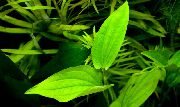 žalias  Saururus Chinensis (Saururus chinensis, Spathium chinense) nuotrauka