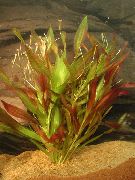 aquarium plant American wild celery Vallisneria caulescens 