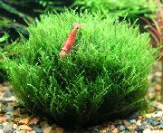 žalias  Nano Moss (Amblystegium serpens) nuotrauka