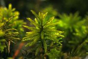 žalias  Medis Samanų (Climacium dendroides) nuotrauka